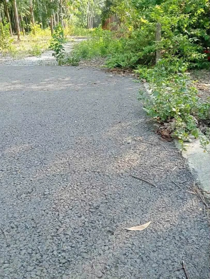 Bán đất 4.395m2 cây lâu năm mặt tiền 33m đường nhựa tại Phú An, Bến Cát - Ảnh thu nhỏ 3