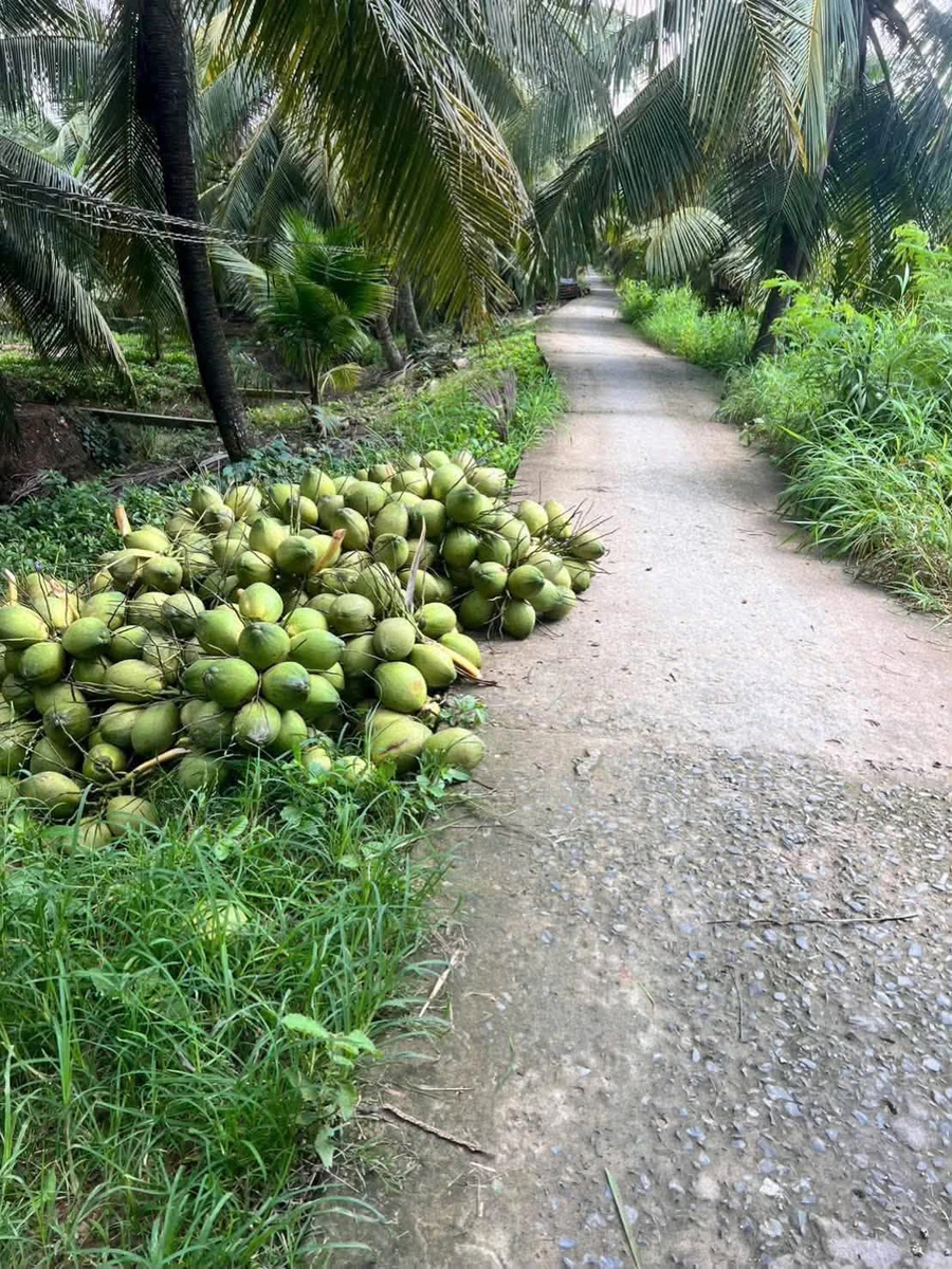 Bán 4,5 công đất vườn dừa xiêm Phú Thuận, Vĩnh Long 2,7 tỷ - Ảnh thu nhỏ 4