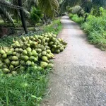 Bán 4,5 công đất vườn dừa xiêm Phú Thuận, Vĩnh Long 2,7 tỷ - Ảnh thu nhỏ 4