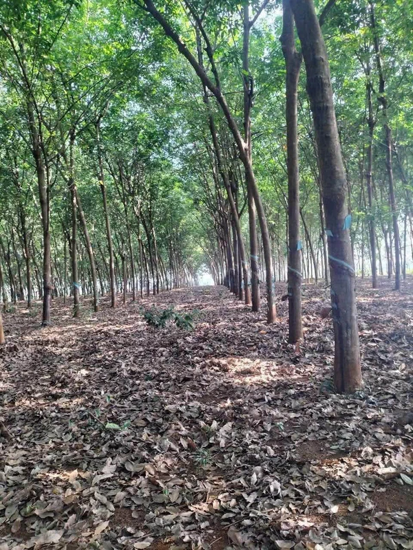 Bán 3,7 hectare đất nông nghiệp gần Đức Hạnh, Bình Dương