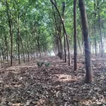 Bán 3,7 hectare đất nông nghiệp gần Đức Hạnh, Bình Dương - Ảnh thu nhỏ 1