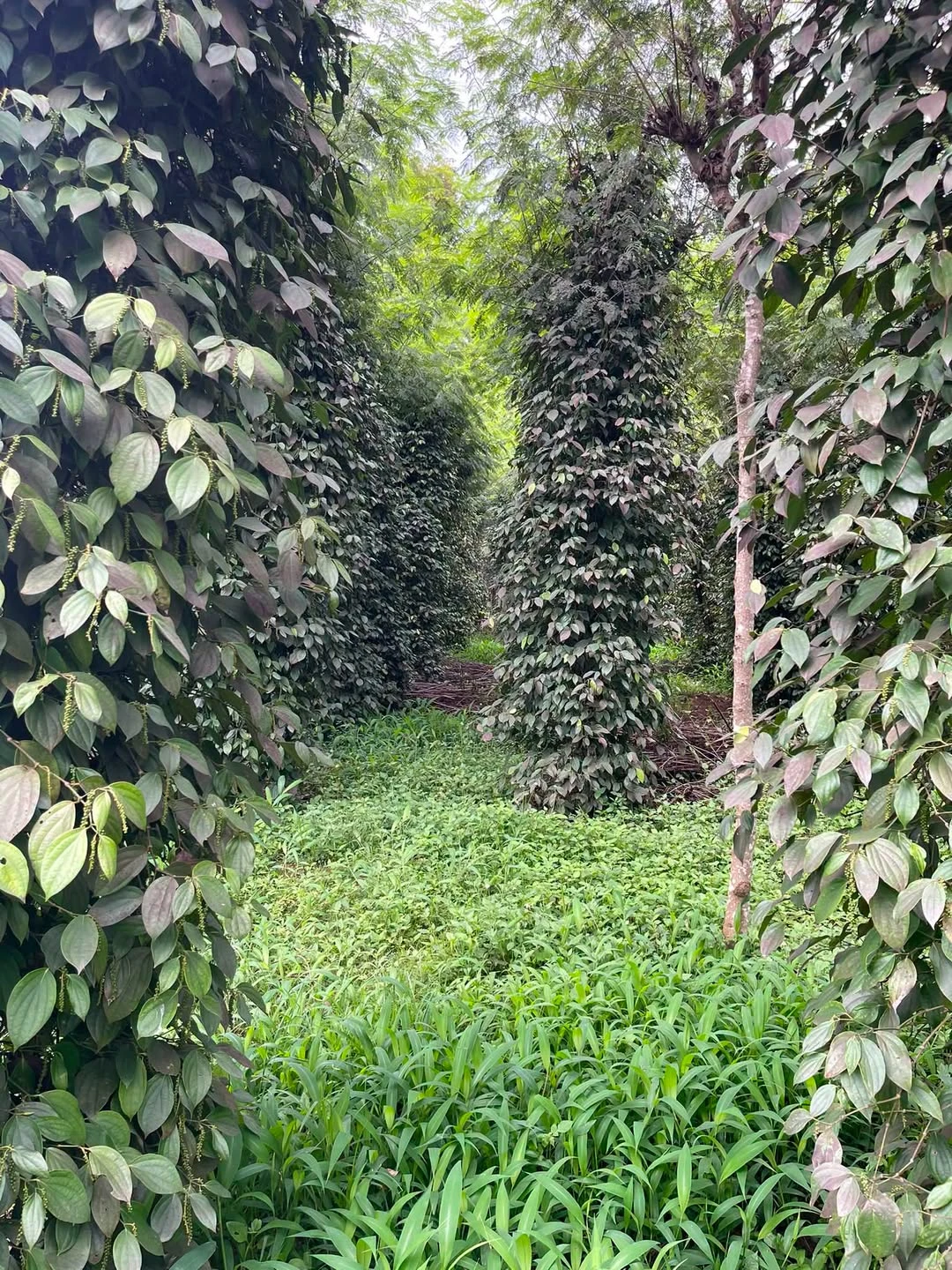 Bán đất 1,6 ha giá 1,8 tỷ tại Đắk Nông - Ảnh 1