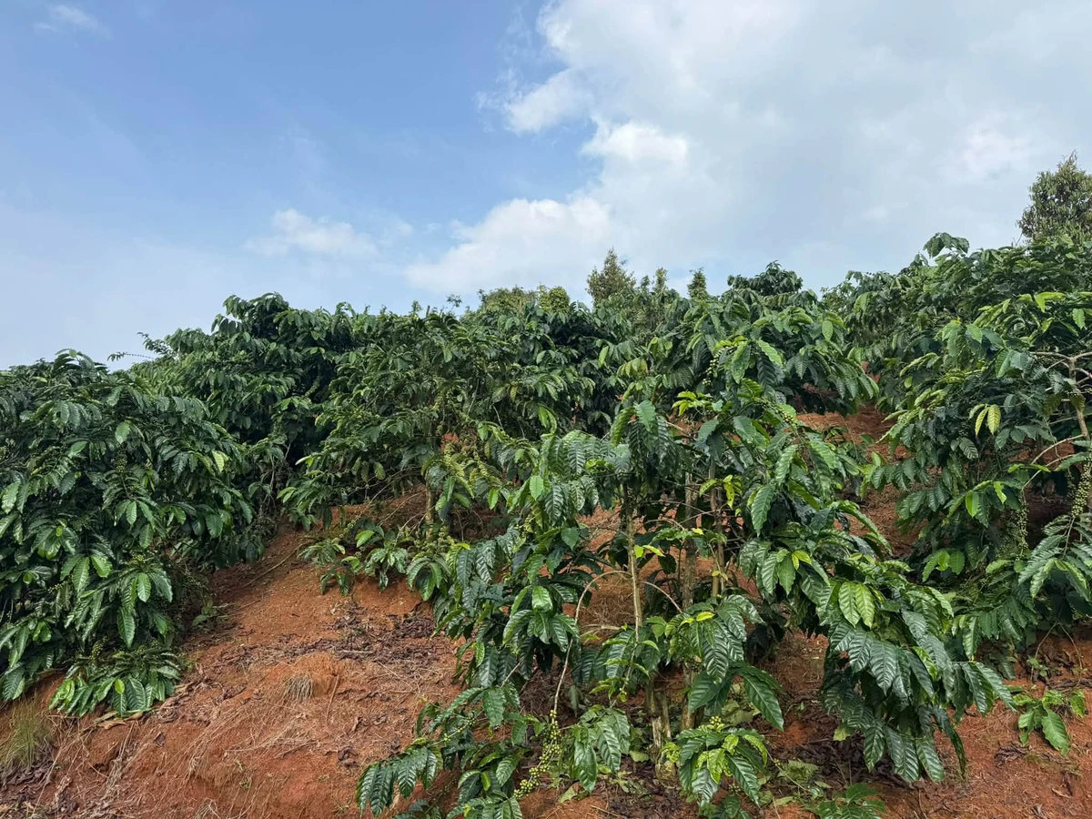 Bán đất 25000m² (2.5ha) tại Đắk Song, giá 4.3 tỷ - Ảnh thu nhỏ 3