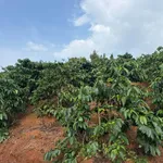 Bán đất 25000m² (2.5ha) tại Đắk Song, giá 4.3 tỷ - Ảnh thu nhỏ 3