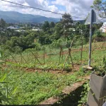 Bán đất Lộc Châu Bảo Lộc 2 lô mặt tiền Lê Thị Riêng, view thung lũng, đất ở sẵn - Ảnh thu nhỏ 13