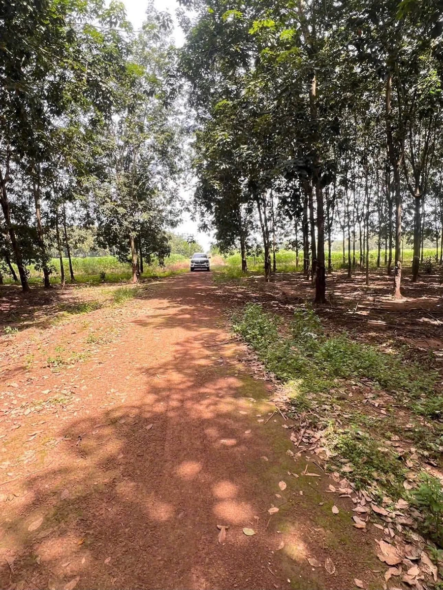 Bán đất 1,7ha 350m mặt tiền KCN Tâm Lập Phú Giáo - Ảnh thu nhỏ 3