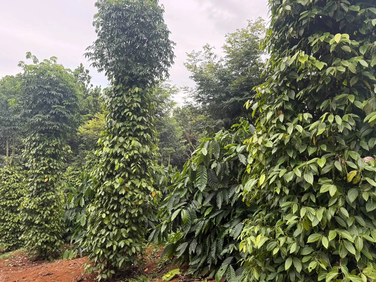 Bán đất 1.6ha mặt đường lớn Cần Giờ 2.65 tỷ - Ảnh thu nhỏ 5