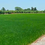 Bán 10 công đất nông nghiệp Cao Lãnh, Đồng Tháp, mặt tiền đường đá 65m, giá 2 tỷ - Ảnh thu nhỏ 2