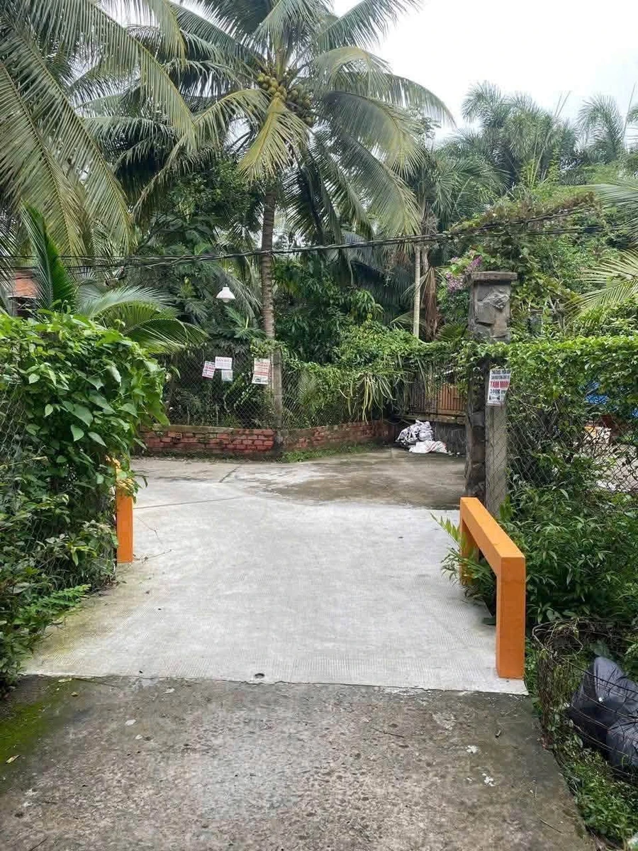 Bán vườn bưởi 3,3 công Châu Thành Bến Tre - Ảnh thu nhỏ 2