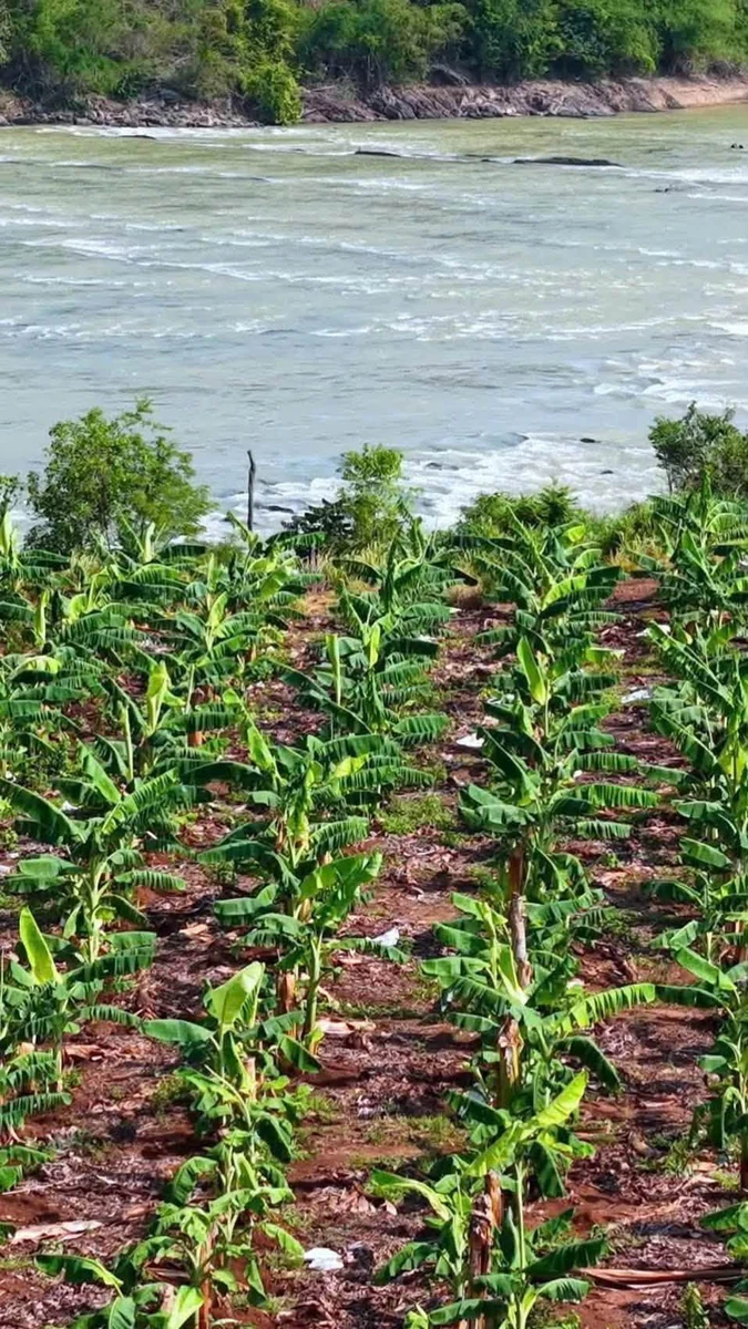 Bán đất view sông 1,5 hecta tại Hòa Phú, Đắk Lắk - Ảnh thu nhỏ 4
