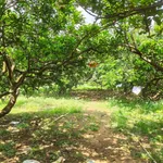 Bán vườn bưởi 1 mẫu view sông Tân Triều 29 tỷ - Ảnh thu nhỏ 4