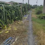 Bán 2 công đất Hiệp Thạnh Long An 540 triệu - Ảnh thu nhỏ 1