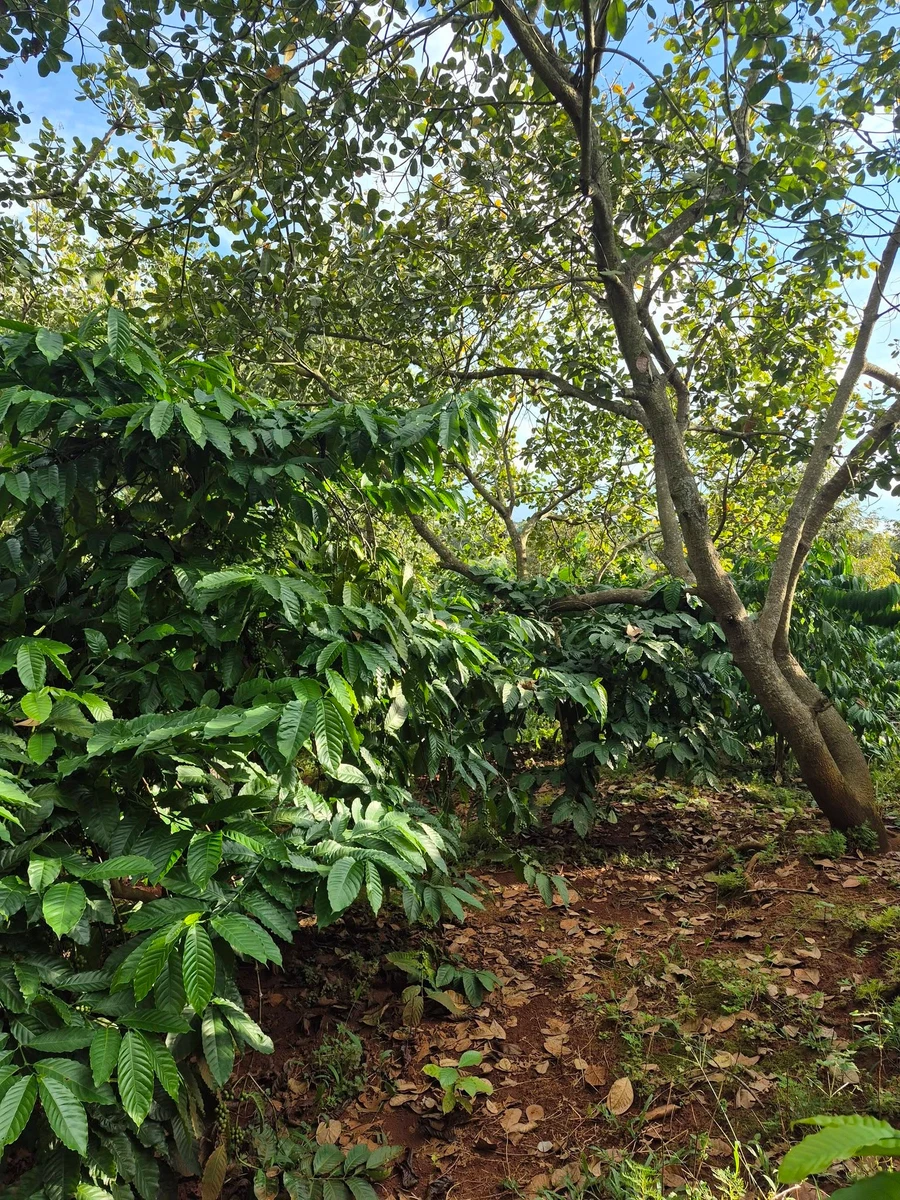 Bán 1,1ha đất đỏ cà phê, điều già, có suối tại Đức Phong - Ảnh 1