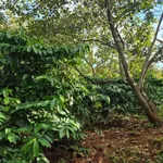 Bán 1,1ha đất đỏ cà phê, điều già, có suối tại Đức Phong - Ảnh thu nhỏ 1