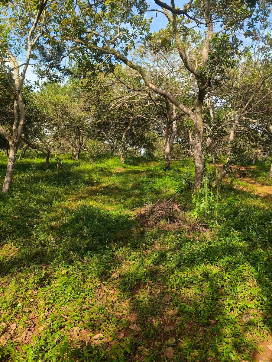 Bán đất 1 hectare Thọ Sơn, Bình Phước, 850 triệu - Ảnh 1