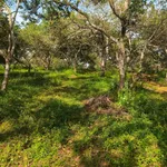 Bán đất 1 hectare Thọ Sơn, Bình Phước, 850 triệu - Ảnh thu nhỏ 1