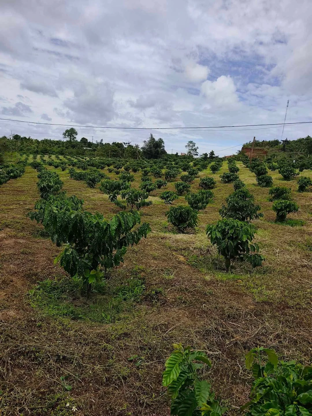 Bán đất 2.8 ha (28,000 m²) giá 2 tỷ Đắk Nông - Ảnh 1