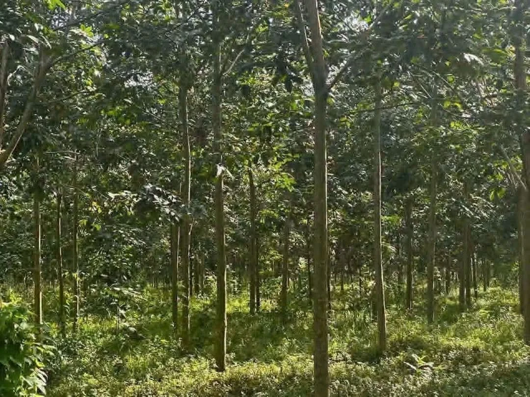 Bán đất 2 mẫu 5 Nhà Bè có nhà giá 3 tỷ - Ảnh 1