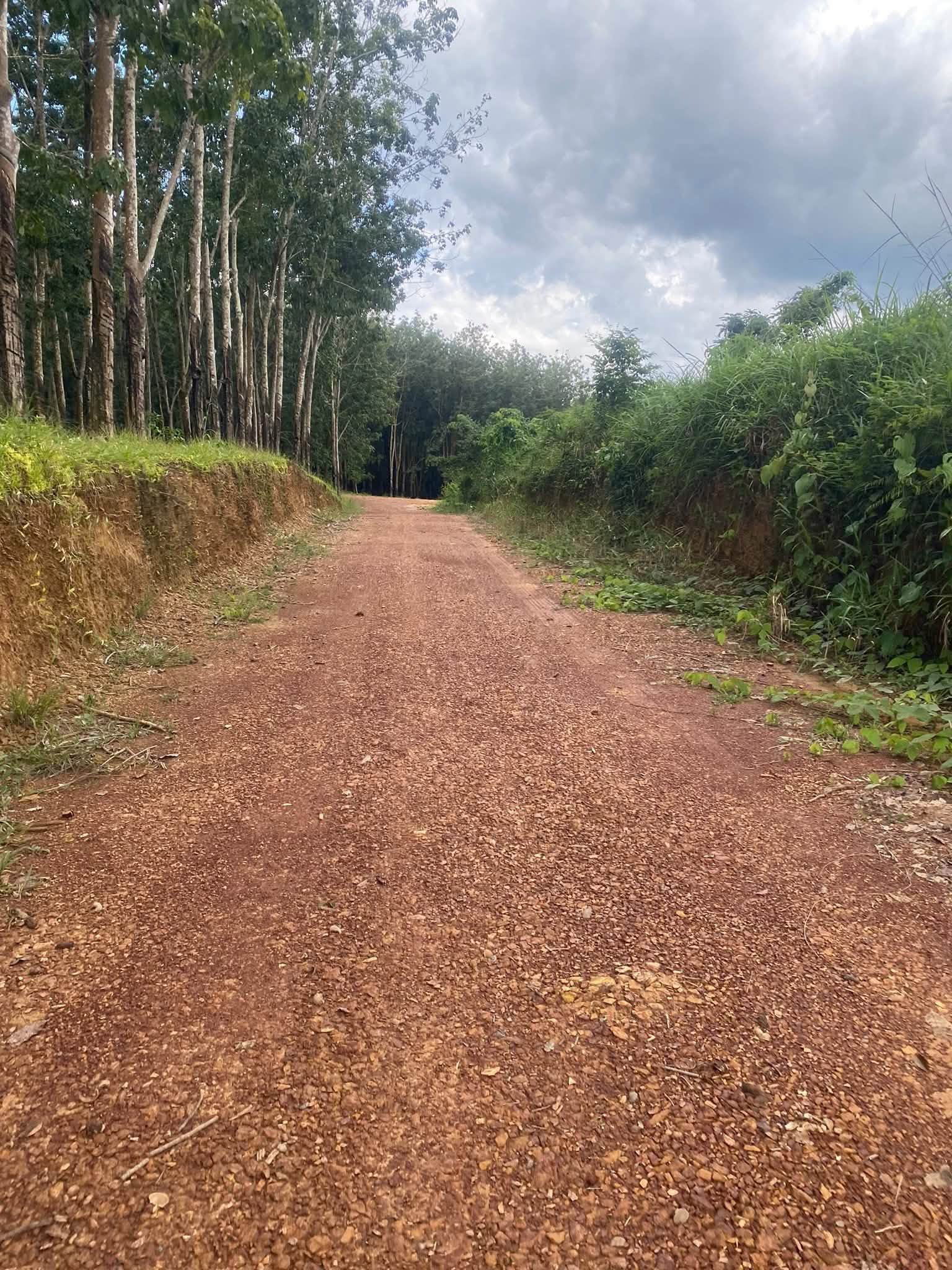 Bán 7 hectare đất cao su Phú Trung, Bình Phước - Ảnh thu nhỏ 3