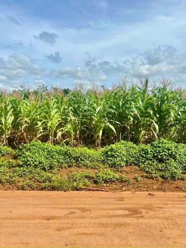 Bán lô đất 5x35m đường 8KC Hoà Thuận, Phường Tân An, Buôn Ma Thuột giá 950 triệu