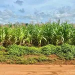 Bán lô đất 5x35m đường 8KC Hoà Thuận, Phường Tân An, Buôn Ma Thuột giá 950 triệu - Ảnh thu nhỏ 1