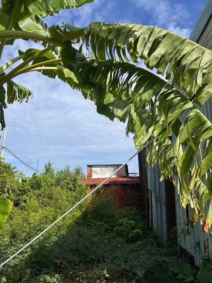 Bán đất hẻm 70m² Nguyễn Gia Thiều 599 triệu - Ảnh thu nhỏ 2