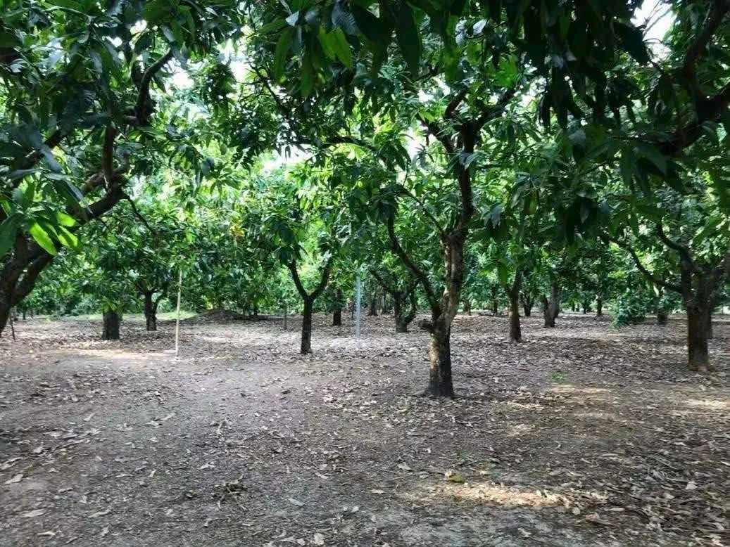 Bán đất vườn 3,3 hecta giáp Hồ Trị An, Đồng Nai - Ảnh thu nhỏ 3