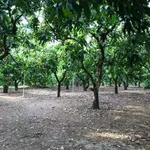 Bán đất vườn 3,3 hecta giáp Hồ Trị An, Đồng Nai - Ảnh thu nhỏ 3