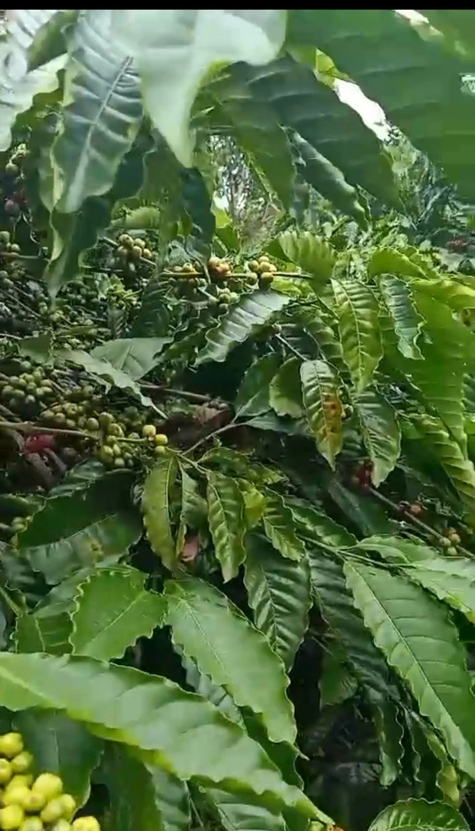 Bán đất nông nghiệp 1 hectare tại km65 Đắk Lắk, 3,75 tỷ - Ảnh thu nhỏ 5