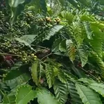 Bán đất nông nghiệp 1 hectare tại km65 Đắk Lắk, 3,75 tỷ - Ảnh thu nhỏ 5