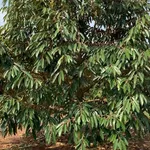 Bán 3,8ha đất vườn sầu riêng, cà phê tại Nghĩa Trung, Bình Phước giá 12 tỷ - Ảnh thu nhỏ 2