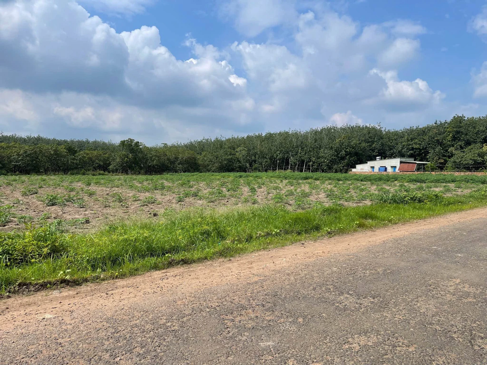 Bán đất dự án 24 lô liền kề 14.000m² Phú Riềng, Bình Phước - Ảnh 1