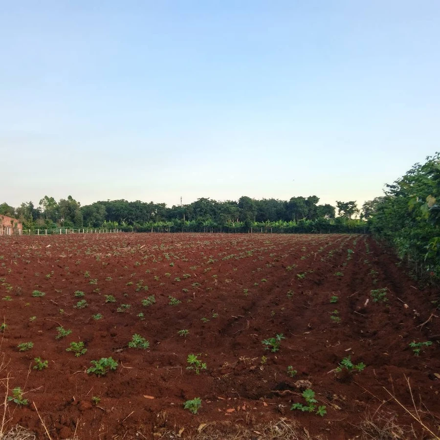 Bán đất Láng Lớn Kim Long 3000m2, 3 tỷ - Ảnh thu nhỏ 3