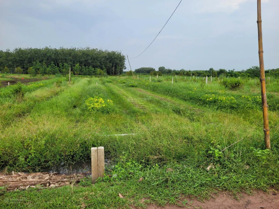 5x25 full thổ. Gần Nông trường Cao su Cầu Khởi. 195tr hết đất - Ảnh thu nhỏ 4