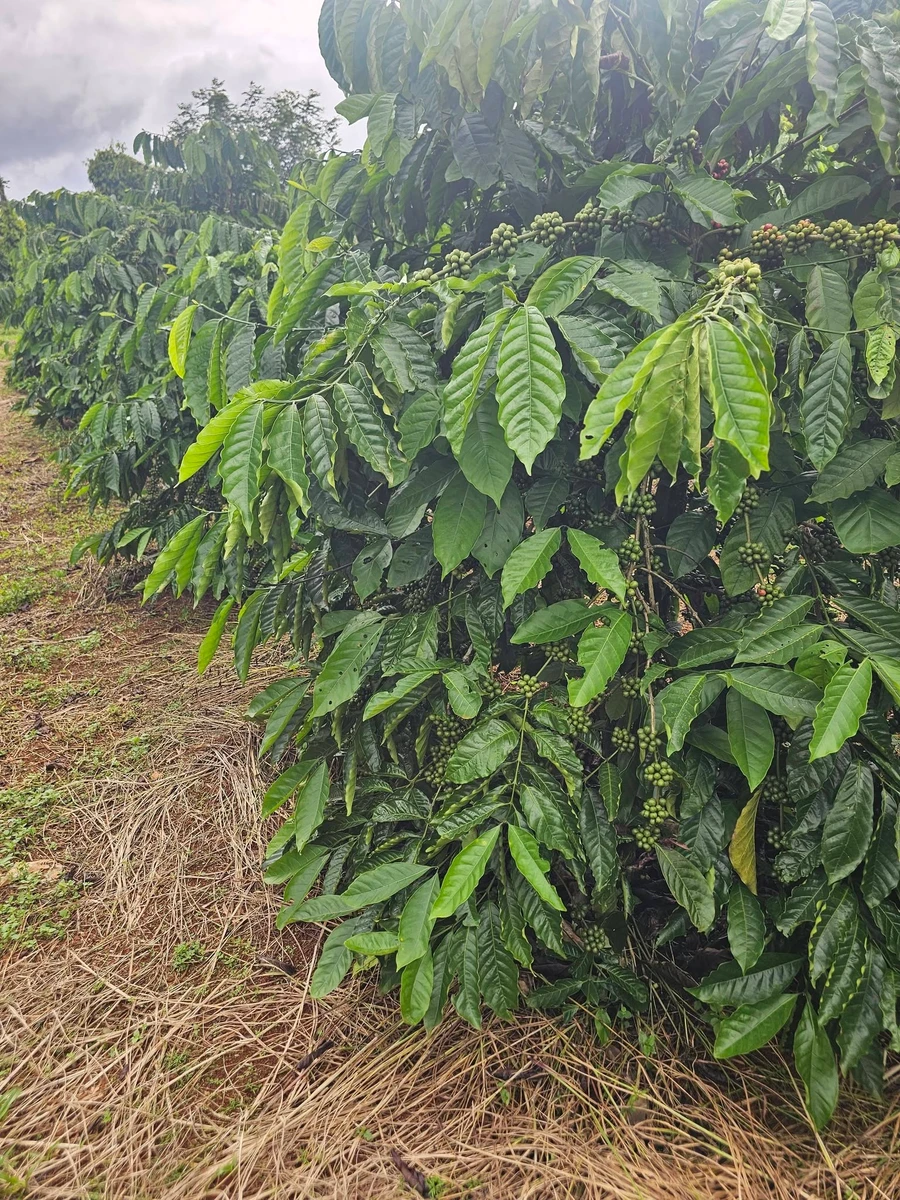 Bán 1,5ha đất vườn cà phê giá 2,7 tỷ tại xã Đắk Búk So, Tuy Đức, Đắk Nông - Ảnh thu nhỏ 2