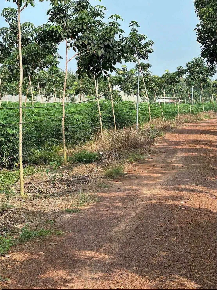 Bán đất Cần Giờ 1 hectare giá 2 tỷ 6 - Ảnh thu nhỏ 3