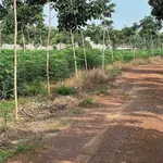 Bán đất Cần Giờ 1 hectare giá 2 tỷ 6 - Ảnh thu nhỏ 3