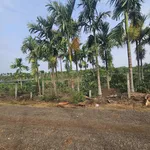 Tặng vườn cau sở hữu ngay lô đất full thổ cư giá 239tr Ea Ning Cư Kuin - 0971 801 *** - Ảnh thu nhỏ 5