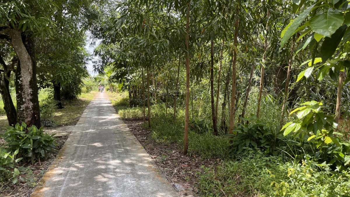 Bán lô đất 28ha (28 mẫu) - cách mặt tiền đường Tỉnh 986A đi U Minh - Cà Mau 0,5km - xã Nguyễn Phích - Ảnh thu nhỏ 3