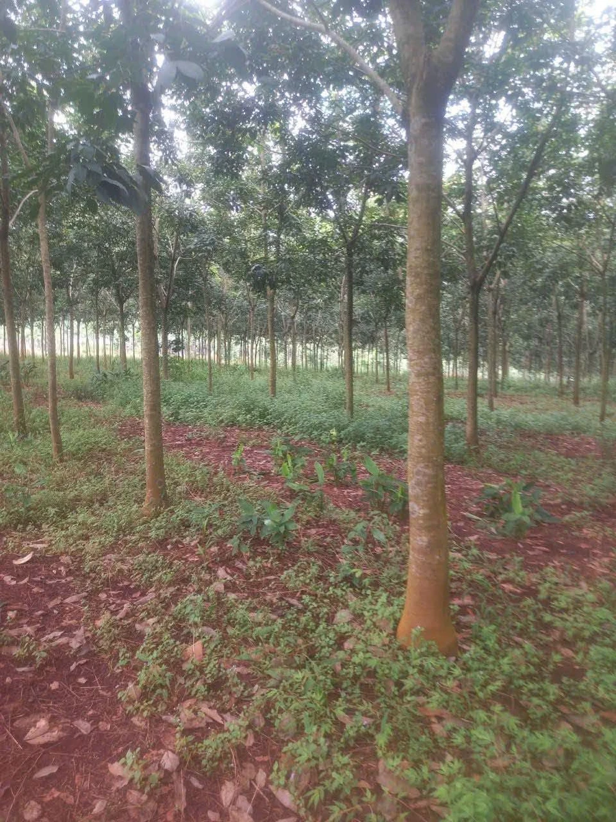 Bán 2,6 hecta cao su Thuận Phú, Bình Phước - Ảnh thu nhỏ 2