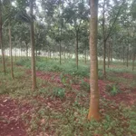 Bán 2,6 hecta cao su Thuận Phú, Bình Phước - Ảnh thu nhỏ 2