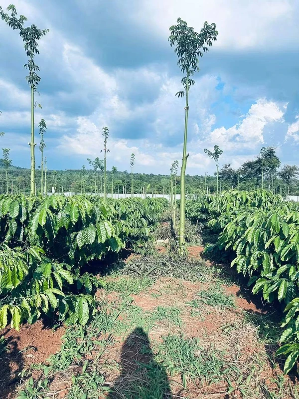 Bán 1,4 ha rẫy cà phê Đắk Lắk gần Hồ Ea Nhái