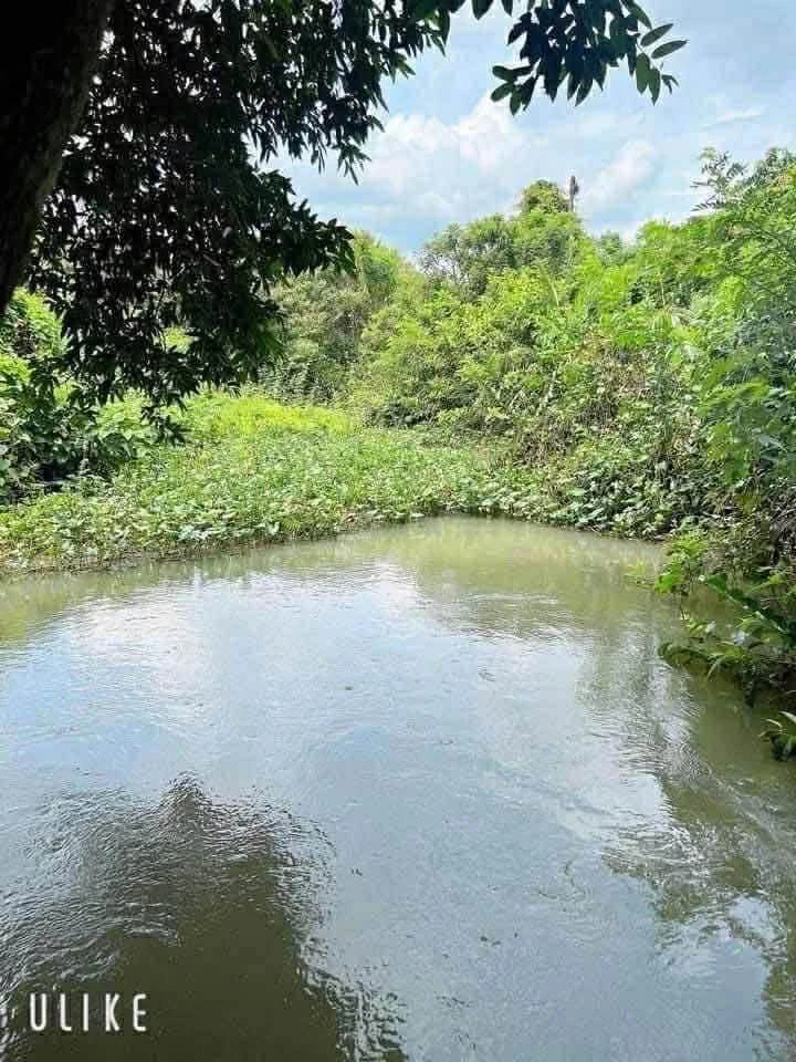 Bán 3000m² đất vườn sầu riêng Bàu Hàn Đồng Nai - Ảnh thu nhỏ 2