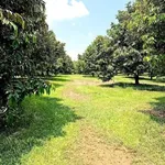 Bán 2.385 m² đất vườn xoài La Ngà, Đồng Nai 445tr/1.000m² - Ảnh thu nhỏ 2