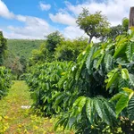 Bán đất 1.6ha mặt đường Cần Giờ - Ảnh thu nhỏ 5