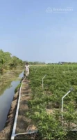 Hot! Bán đất ruộng đã lên líp trồng rau 2.000m2, có sổ, tưới tự động, Gò Công Đông, Tiền Giang - Ảnh thu nhỏ 5