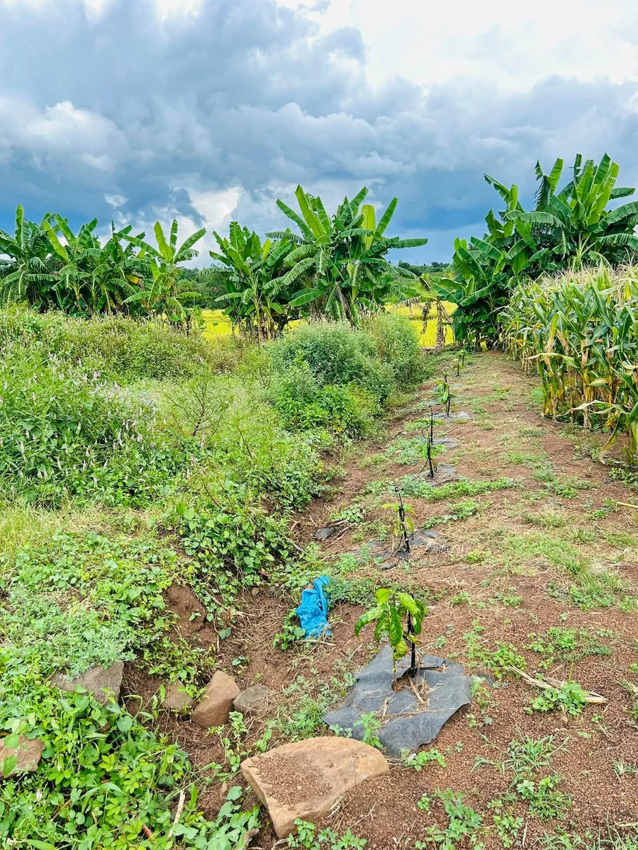 Bán lô đất 4.500 m2 tại Ea Nước, Đắk Lắk - Ảnh thu nhỏ 5