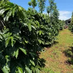 Bán lô đất 1,7ha Tuy Đức Lâm Đồng giá 2 tỷ 7 - Ảnh thu nhỏ 2