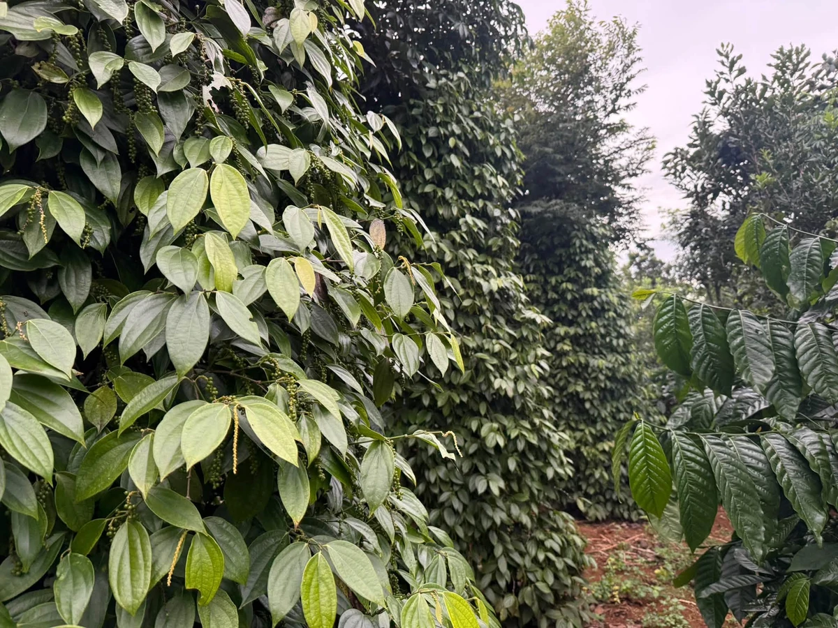 Bán đất 1.6ha mặt đường lớn Cần Giờ 2.65 tỷ - Ảnh 1