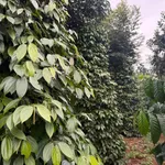 Bán đất 1.6ha mặt đường lớn Cần Giờ 2.65 tỷ - Ảnh thu nhỏ 1